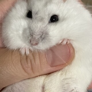 パールホワイト　メス