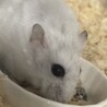 パールホワイト　メス サムネイル3
