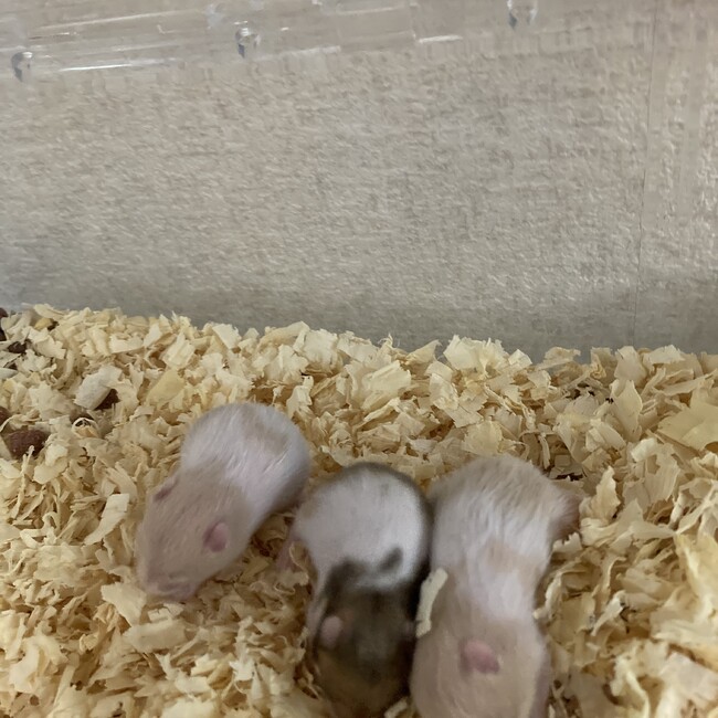 miki03のカバー写真