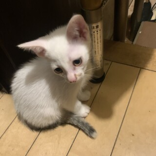人懐こい可愛い2ヶ月にゃんこです