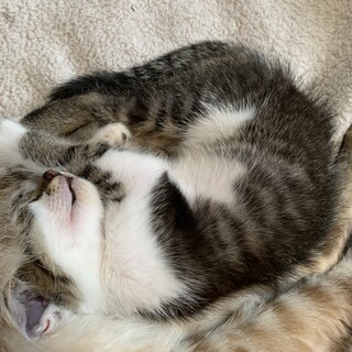 2ヶ月人懐こい元気いっぱい白黒ちゃん