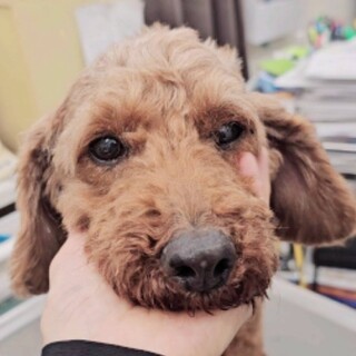 苦労したトイプードル。可愛い子です