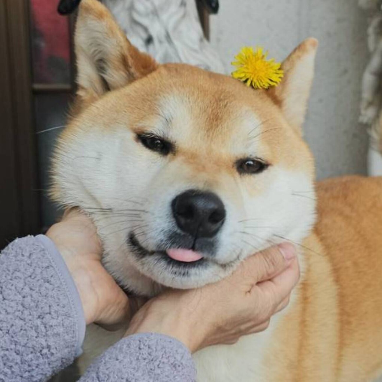 可愛い柴犬2歳」大阪府 - 犬の里親募集(490379) :: ペットのおうち