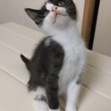 トライアル決定！ハチワレ猫　ななちゃん