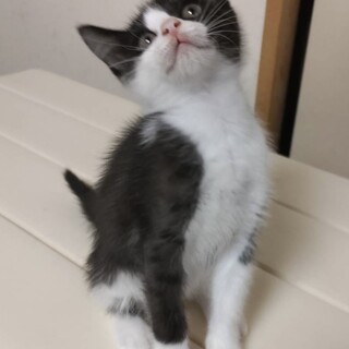 トライアル決定！ハチワレ猫　ななちゃん