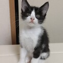 トライアル決定！ハチワレ猫　ハチちゃん