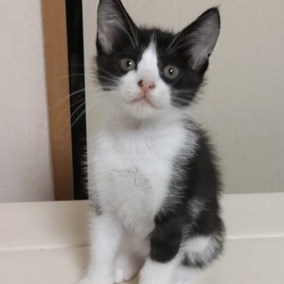 トライアル決定！ハチワレ猫　ハチちゃん