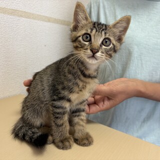 トライアル決定！穏やか兄弟♡キジトラ猫　ホタテ君