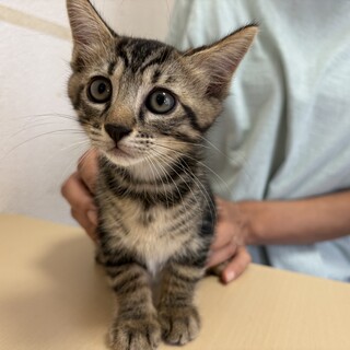 トライアル決定！穏やか兄弟♡キジトラ猫　あさり君