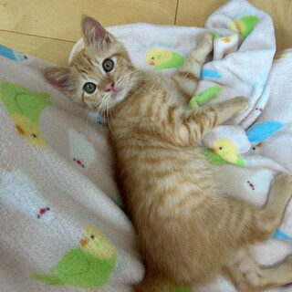 ゴロゴロ全開でメロメロ間違いなしのモンタ！