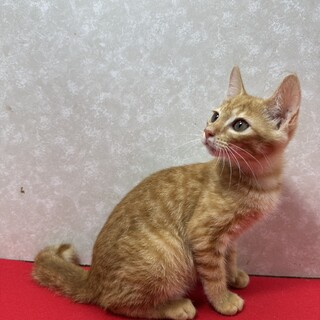 慣れ慣れ茶系3兄弟！可愛い肉球の❤しらす