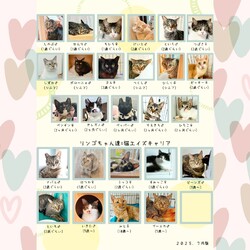 動物病院の保護猫譲渡会 サムネイル3