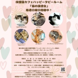 動物病院の保護猫譲渡会 サムネイル1
