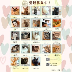 動物病院の保護猫譲渡会 サムネイル2