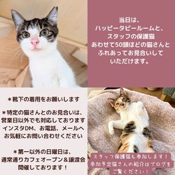 予約制無料デー！動物病院の保護猫譲渡会 サムネイル3