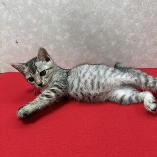 サバトラ好き必見！クールに甘えるませ猫❤キング