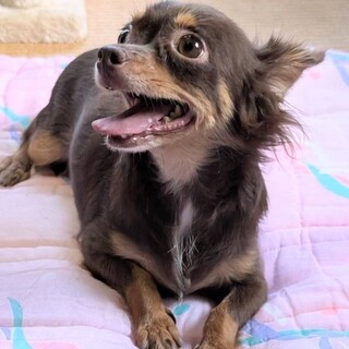 小さく可愛い甘えん坊の女の子です♪