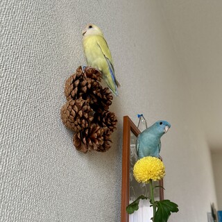 里親さん決定しました