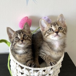 みなとねこ＊浜松町・芝大門＊譲渡会