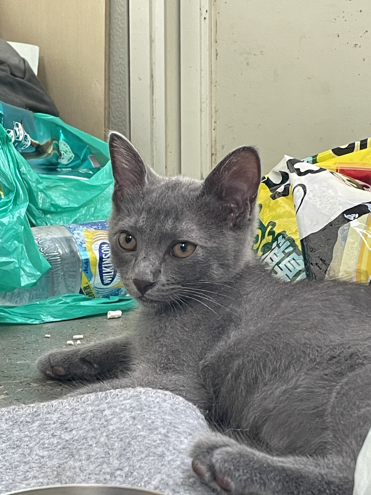 三毛猫ママページです 家に侵入しようか迷っている三毛母猫が可愛すぎました！[三毛母