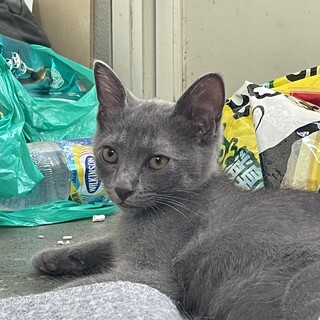 仲良し2匹　グレー＆三毛一緒にお願いします