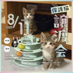 保護猫譲渡会（予約不要）