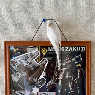 セキセイインコ（オス）里親様募集