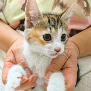 (ペア)トライアル待ち！レミ＆アニ