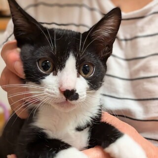 お鼻模様がキュートな甘えんぼ元気ボーイ♪グリくん