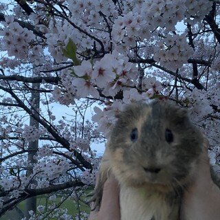 イングリッシュモルモット里親募集します☆