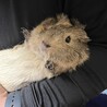 イングリッシュモルモット里親募集します☆ サムネイル3
