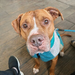 人が大好きなジョジョ♂大きな体の甘えん坊です！