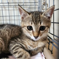 ✩.*˚子猫がいっぱい♪★夜の譲渡会かすがい地域ねこの会 サムネイル2