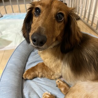 里親様が決まりました。