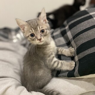 元気な兄弟です⭐︎