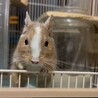 デグーブルー サムネイル2