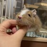 デグーブルー サムネイル3
