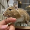 デグーブルー サムネイル4