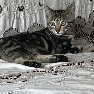 アメショー風の可愛い女の子