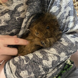 テディモルモット里親募集中☆