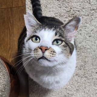 人懐っこい男の子の猫です。