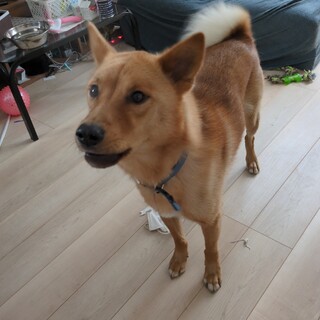 3歳　雑種　オス