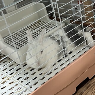 急募 ミニウサギ メス 8ヶ月