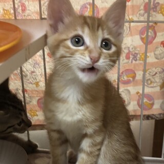 人馴れ抜群性格5つ星 メープルくん