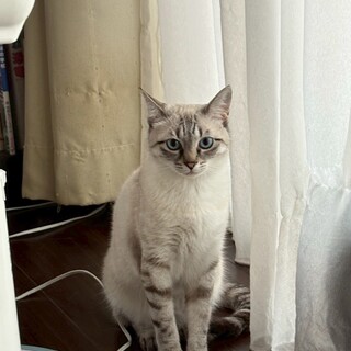 ブルーアイ♥おしゃまなミーナちゃん♡