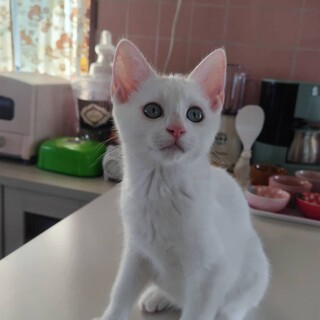 真っ白だいちゃん