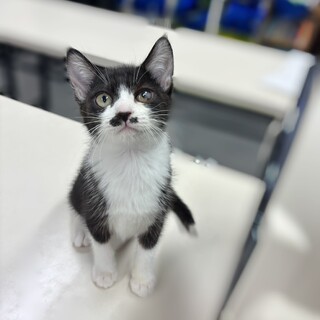 子猫の可愛さを全部もってる♡ツイちゃん