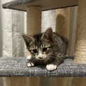 キジ白３兄妹　甘えん坊リンツ