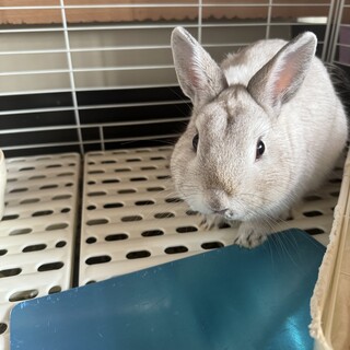 ネザーランドドワーフ♂