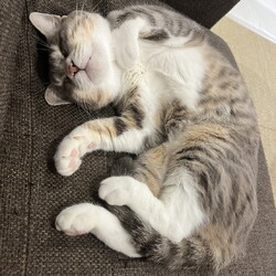 ［かぐらちゃん］ずっとのおうち決定！！